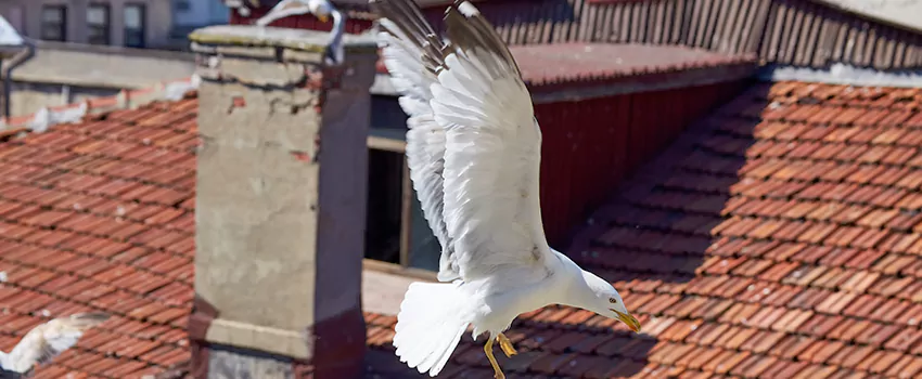Residential Chimney Animal Removal Solution in Imperial, CA